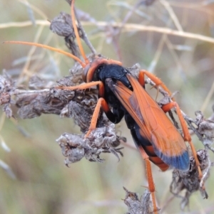 Cryptocheilus sp. (genus) at Chisholm, ACT - 31 Jan 2016