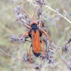 Cryptocheilus sp. (genus) at Chisholm, ACT - 31 Jan 2016