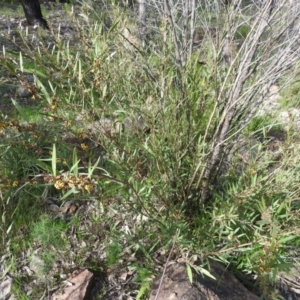 Daviesia mimosoides subsp. mimosoides at Farrer Ridge - 7 Oct 2016 09:30 AM