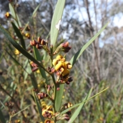 Daviesia mimosoides subsp. mimosoides at Farrer Ridge - 7 Oct 2016 09:30 AM