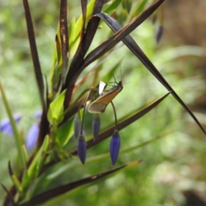 Philobota undescribed species near arabella at Farrer Ridge - 7 Oct 2016