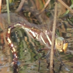 Adversaeschna brevistyla (Blue-spotted Hawker) at Tennent, ACT - 7 Feb 2016 by MichaelBedingfield