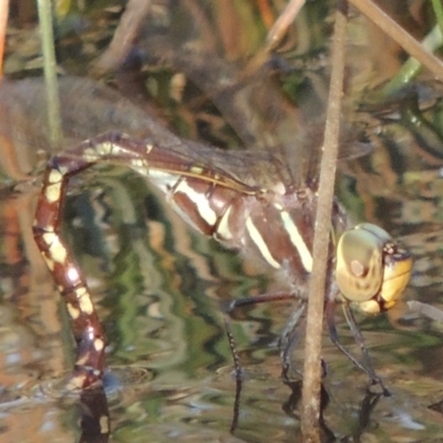 Adversaeschna brevistyla (Blue-spotted Hawker) at Tennent, ACT - 7 Feb 2016 by MichaelBedingfield