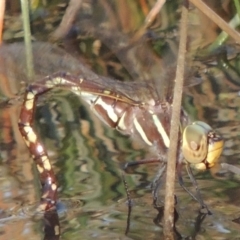 Adversaeschna brevistyla (Blue-spotted Hawker) at Tennent, ACT - 7 Feb 2016 by michaelb