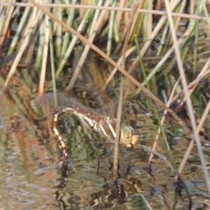 Adversaeschna brevistyla at Tennent, ACT - 7 Feb 2016 07:07 PM