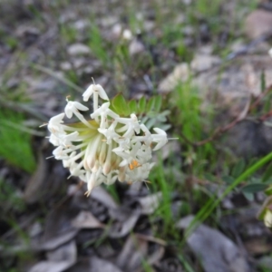 Pimelea linifolia subsp. linifolia at Farrer Ridge - 7 Oct 2016