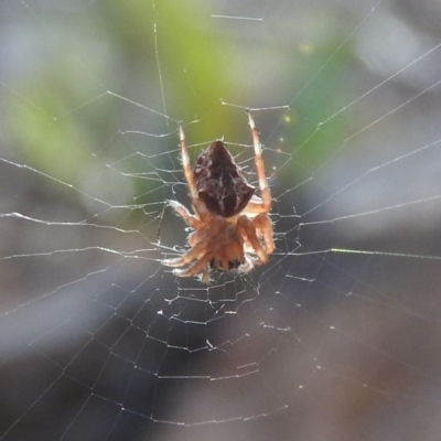 Socca pustulosa (Knobbled Orbweaver) at Farrer Ridge - 7 Oct 2016 by ArcherCallaway