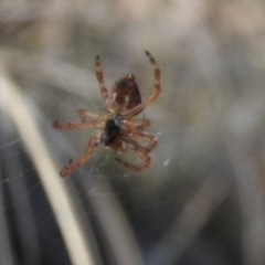 Socca pustulosa at Farrer Ridge - 7 Oct 2016 09:34 AM