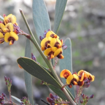 Daviesia mimosoides subsp. mimosoides at Farrer Ridge - 7 Oct 2016 by ArcherCallaway