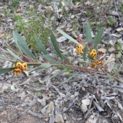 Daviesia mimosoides subsp. mimosoides at Farrer Ridge - 7 Oct 2016