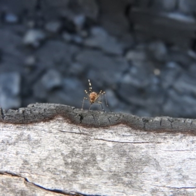 Culicidae (family) (A mosquito) at Farrer Ridge - 7 Oct 2016 by ArcherCallaway