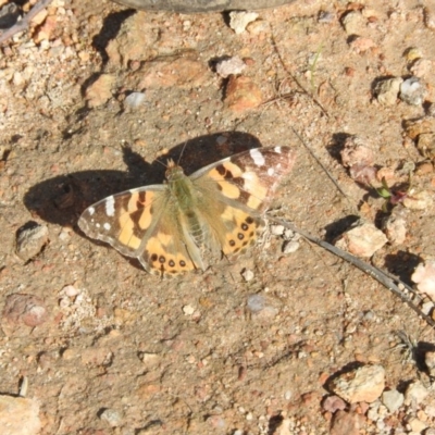Vanessa kershawi (Australian Painted Lady) at Farrer Ridge - 7 Oct 2016 by ArcherCallaway