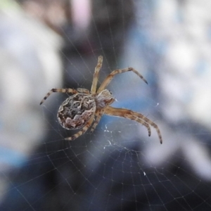 Hortophora sp. (genus) at Isaacs, ACT - 7 Oct 2016