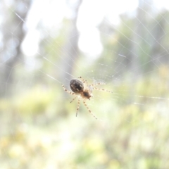 Hortophora sp. (genus) at Isaacs, ACT - 7 Oct 2016