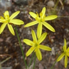 Tricoryne elatior (Yellow Rush Lily) at Bruce, ACT - 5 Dec 2016 by RWPurdie