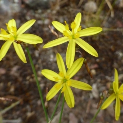 Tricoryne elatior (Yellow Rush Lily) at Black Mountain - 4 Dec 2016 by RWPurdie