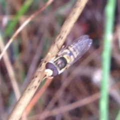 Simosyrphus grandicornis (Common hover fly) at Burra, NSW - 6 Dec 2016 by Safarigirl