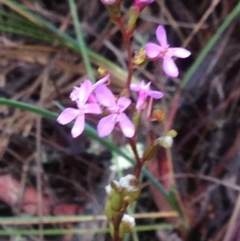 Stylidium graminifolium (grass triggerplant) at Burra, NSW - 6 Dec 2016 by Safarigirl