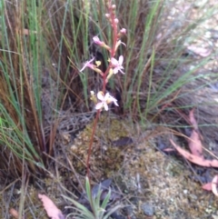 Stylidium graminifolium at Burra, NSW - 6 Dec 2016 12:52 PM