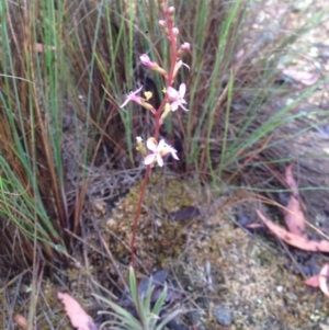 Stylidium graminifolium at Burra, NSW - 6 Dec 2016 12:52 PM