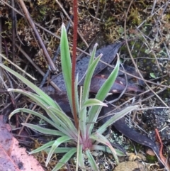 Stylidium graminifolium at Burra, NSW - 6 Dec 2016