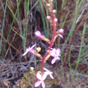 Stylidium graminifolium at Burra, NSW - 6 Dec 2016