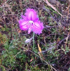 Thysanotus tuberosus subsp. tuberosus at Burra, NSW - 6 Dec 2016 12:54 PM