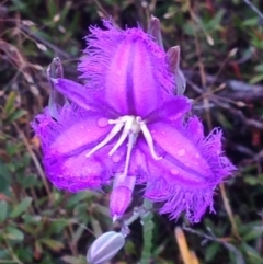 Thysanotus tuberosus subsp. tuberosus at Burra, NSW - 6 Dec 2016 12:54 PM