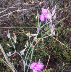 Thysanotus tuberosus subsp. tuberosus at Burra, NSW - 6 Dec 2016 12:54 PM