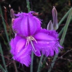 Thysanotus tuberosus subsp. tuberosus at Burra, NSW - 6 Dec 2016 12:54 PM