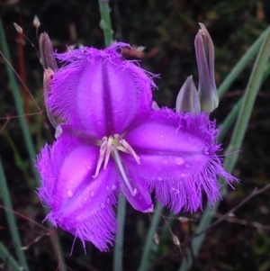 Thysanotus tuberosus subsp. tuberosus at Burra, NSW - 6 Dec 2016 12:54 PM