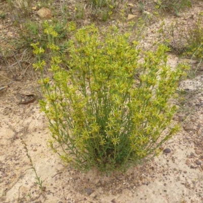 Pimelea curviflora var. sericea (Curved Riceflower) at Bruce, ACT - 4 Dec 2016 by RWPurdie