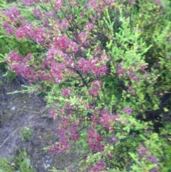 Calytrix tetragona (Common Fringe-myrtle) at Burra, NSW - 6 Dec 2016 by Safarigirl