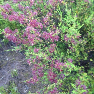 Calytrix tetragona (Common Fringe-myrtle) at Burra, NSW - 6 Dec 2016 by Safarigirl