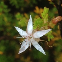 Calytrix tetragona at Burra, NSW - 6 Dec 2016