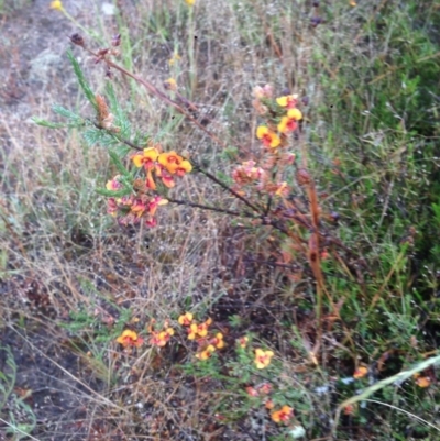 Dillwynia sericea (Egg And Bacon Peas) at QPRC LGA - 6 Dec 2016 by Safarigirl