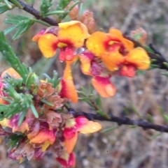 Dillwynia sericea at Burra, NSW - 6 Dec 2016