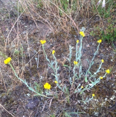 Chrysocephalum apiculatum (Common Everlasting) at Burra, NSW - 6 Dec 2016 by Safarigirl