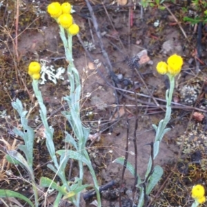 Chrysocephalum apiculatum at Burra, NSW - 6 Dec 2016