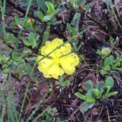 Hibbertia obtusifolia (Grey Guinea-flower) at QPRC LGA - 6 Dec 2016 by Safarigirl