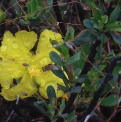 Hibbertia obtusifolia at Burra, NSW - 6 Dec 2016 12:56 PM