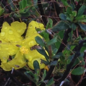 Hibbertia obtusifolia at Burra, NSW - 6 Dec 2016 12:56 PM