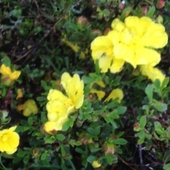 Hibbertia obtusifolia at Burra, NSW - 6 Dec 2016 12:56 PM