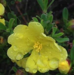 Hibbertia obtusifolia at Burra, NSW - 6 Dec 2016 12:56 PM