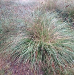 Carex appressa (Tall Sedge) at QPRC LGA - 6 Dec 2016 by Safarigirl