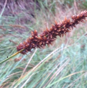Carex appressa at Burra, NSW - 6 Dec 2016