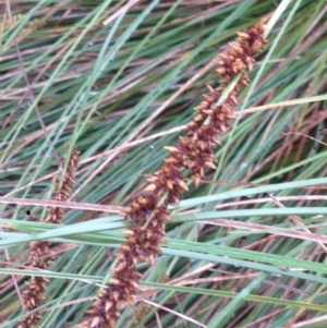 Carex appressa at Burra, NSW - 6 Dec 2016