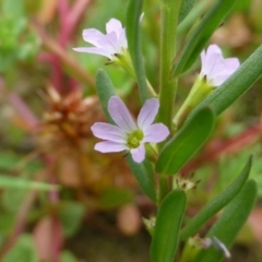 Lythrum hyssopifolia (Small Loosestrife) at Bruce, ACT - 4 Dec 2016 by RWPurdie