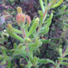 Persoonia rigida (Hairy Geebung) at QPRC LGA - 6 Dec 2016 by Safarigirl