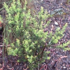 Persoonia rigida at Burra, NSW - 6 Dec 2016